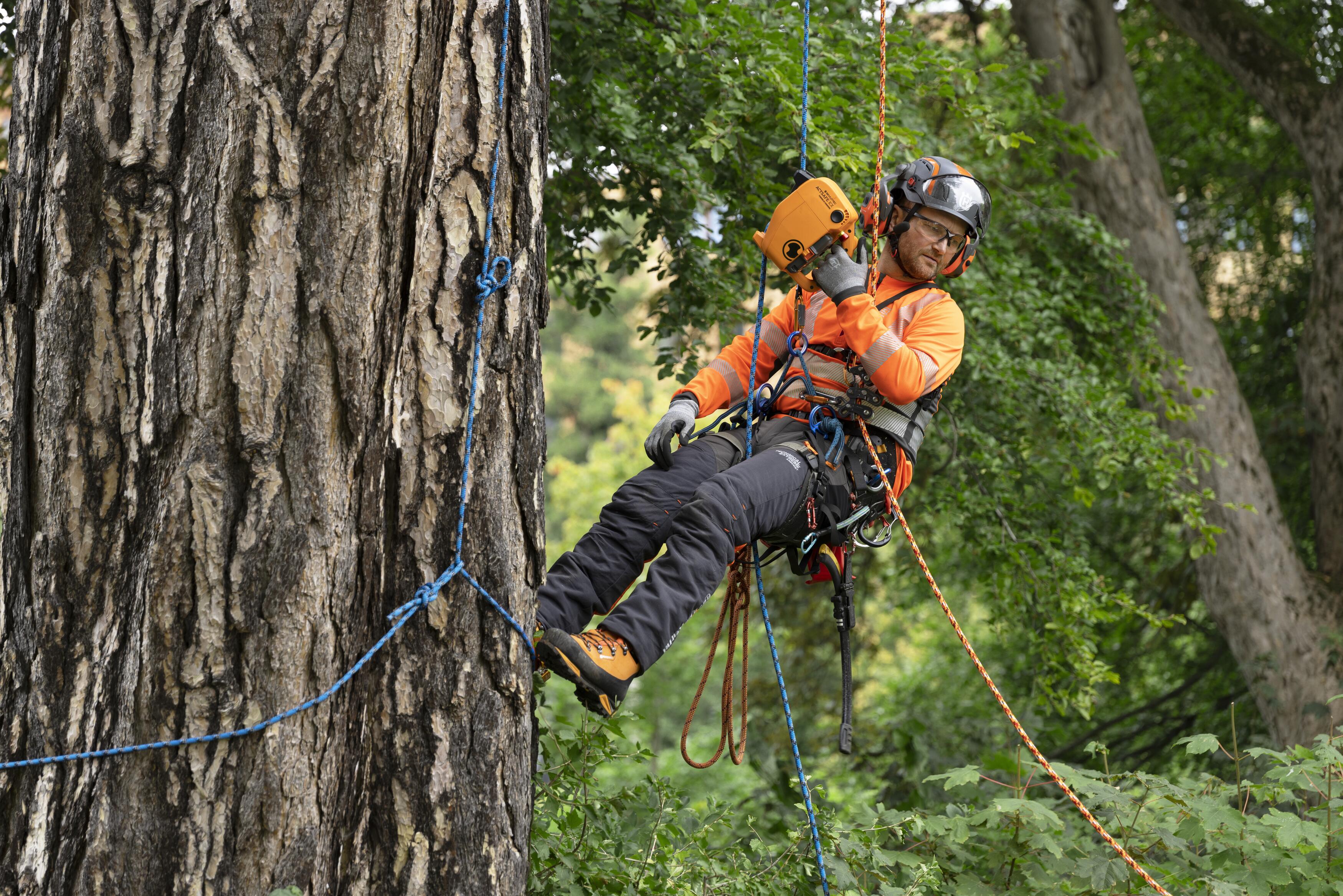 Arborist using Husqvarna x Skylotec power ascender