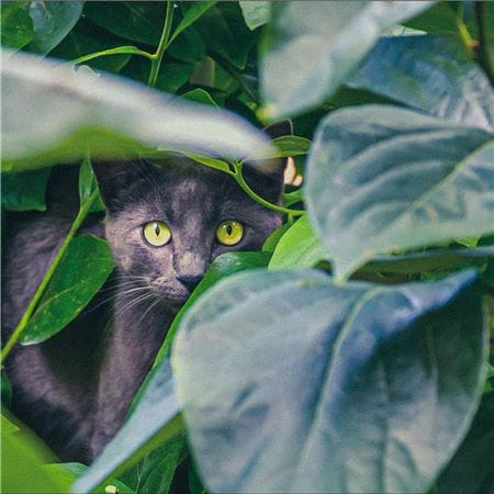 Husqvarna Garden Harmony Cat