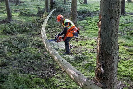 Cutting when tension in fallen tree