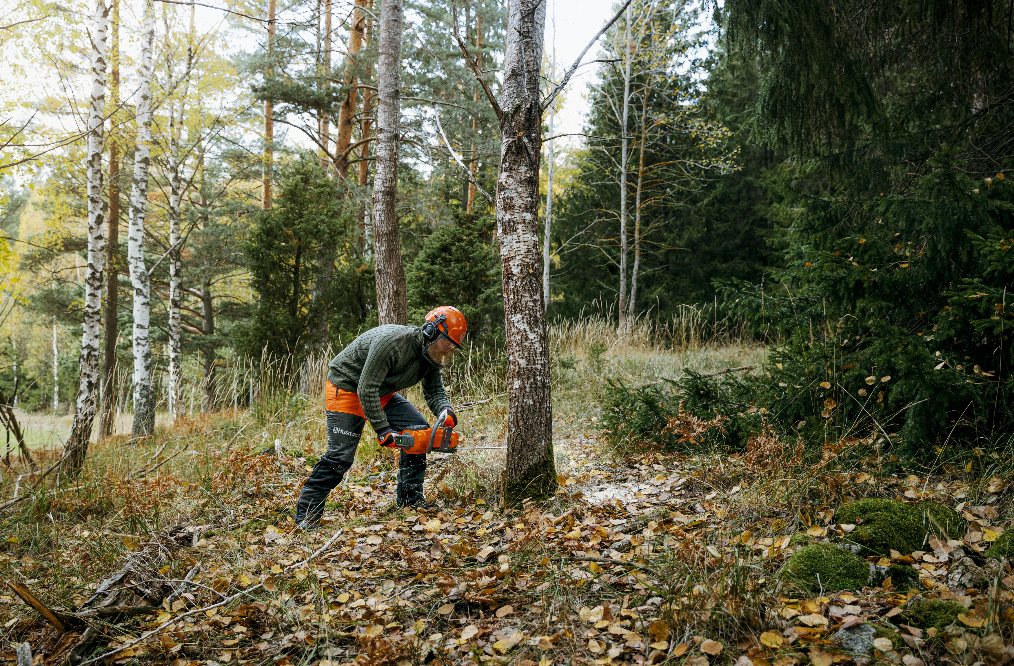 Landowner felling tree Chainsaw 435i and 340i