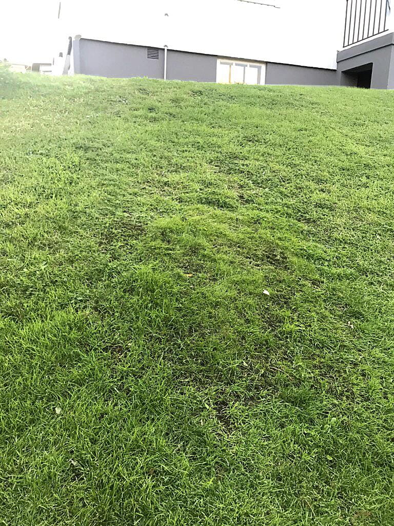 Hybrid grass, Before and after