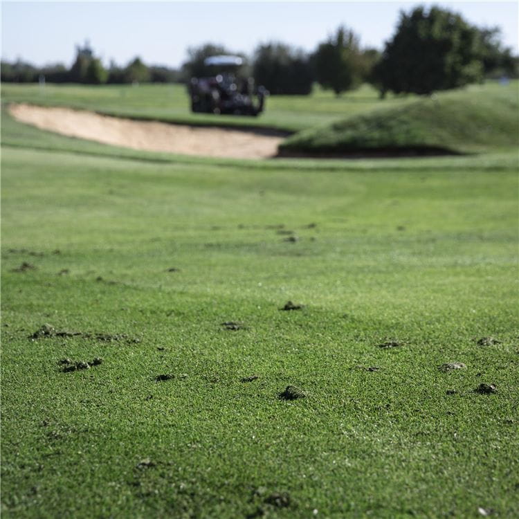 Grass cutting on golf course