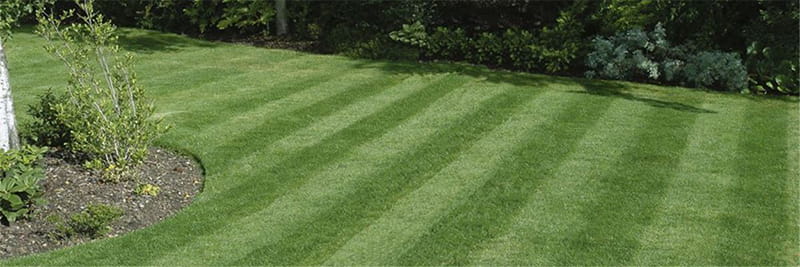 Grass mowed in straight lines