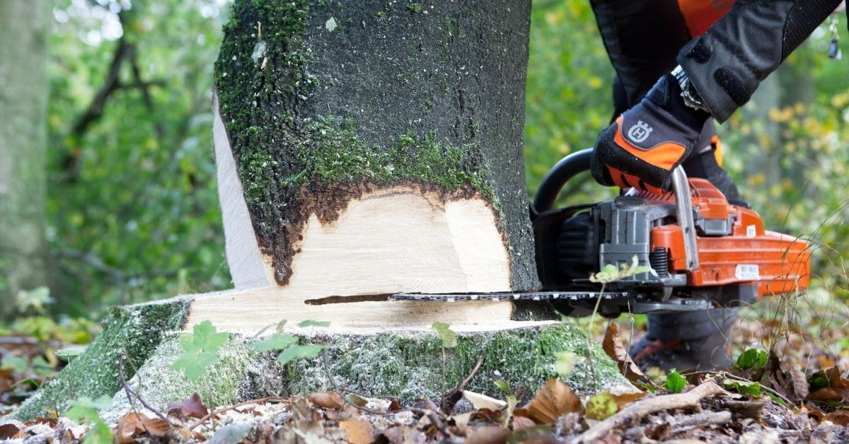Husqvarna chainsaw making felling cut into tree