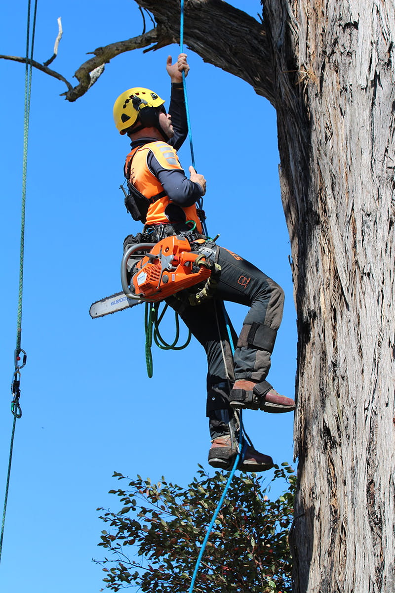 Husqvarna 572XP Chainsaw arborist climbing