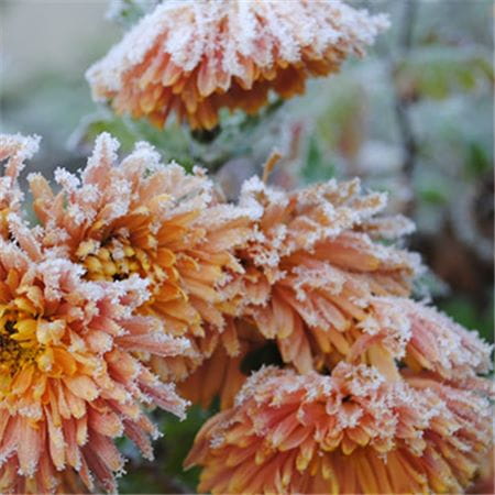 Winter frost in garden