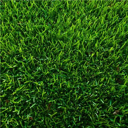 En grön, tät och frodig toppdressad gräsmatta