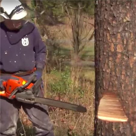 How to to fell a tree using a chainsaw